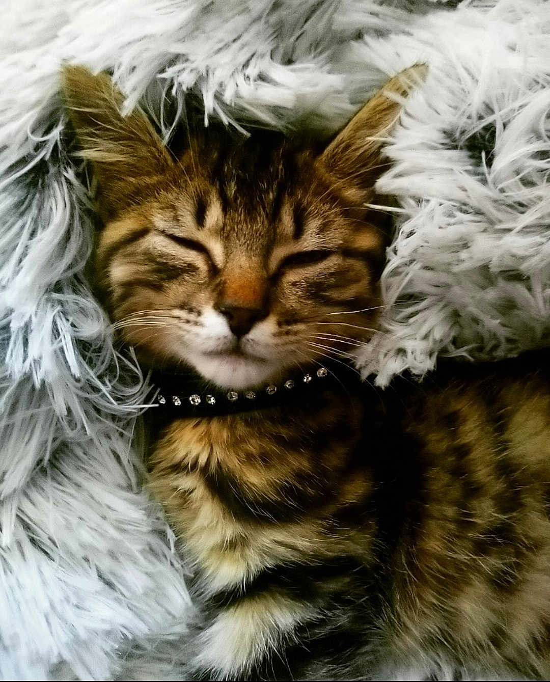 Poupousse participe au concours pour gagner de l'argent avec cette photo : cat, kitten, tabby, sleeping, fluffy_blanket, fur, collar, pet, cute, cozy, whiskers, ears, close_up, resting, indoor, animal, mammal, adorable, comfort, nap
