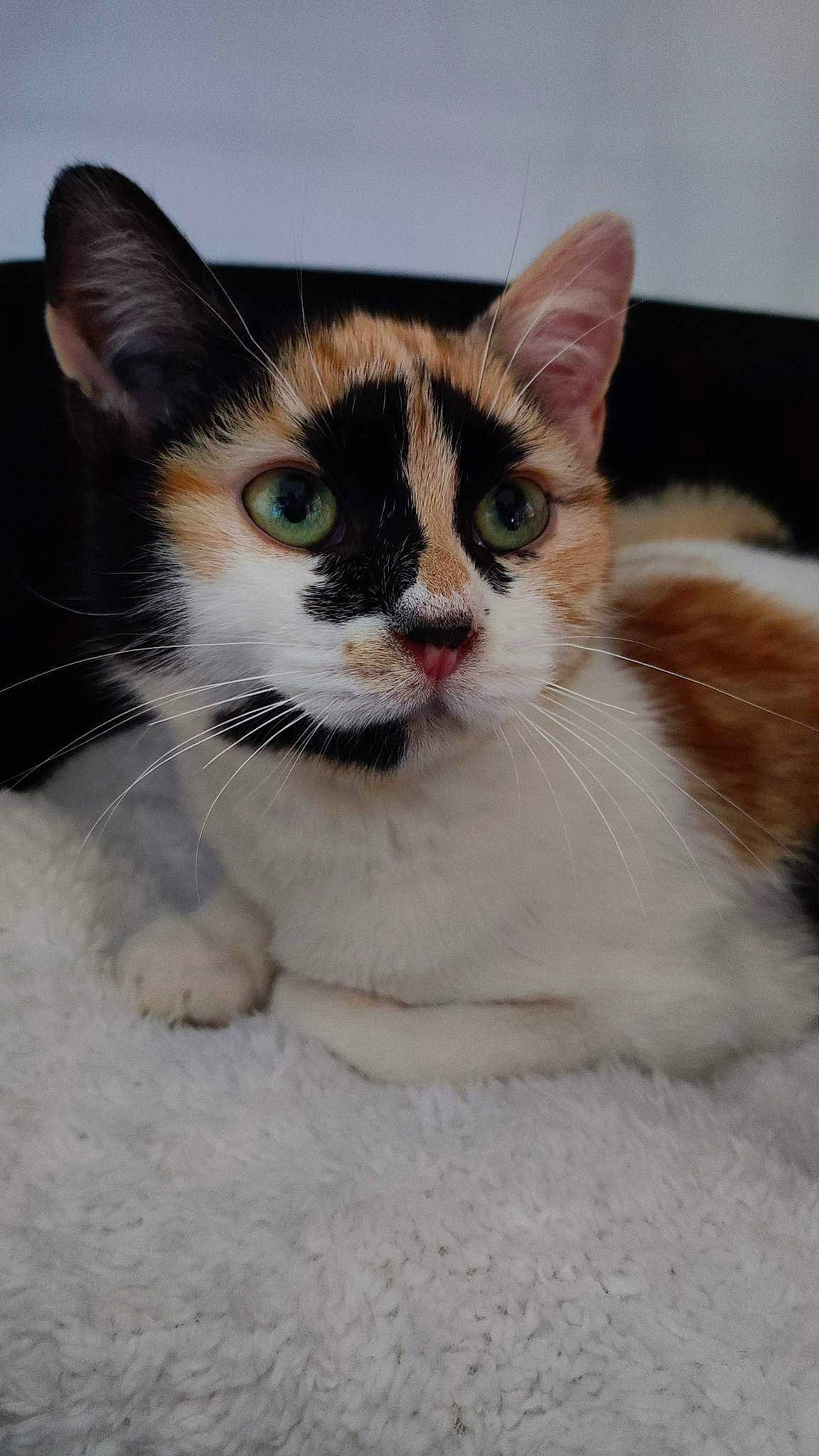 Kiwee a rejoint le concours — aidez-le/la à gagner de superbes lots ! art, carnivore, cat, claw, domestic_short_haired_cat, fawn, felidae, foot, fur, human_body, paw, small_to_medium_sized_cats, snout, terrestrial_animal, whiskers, window