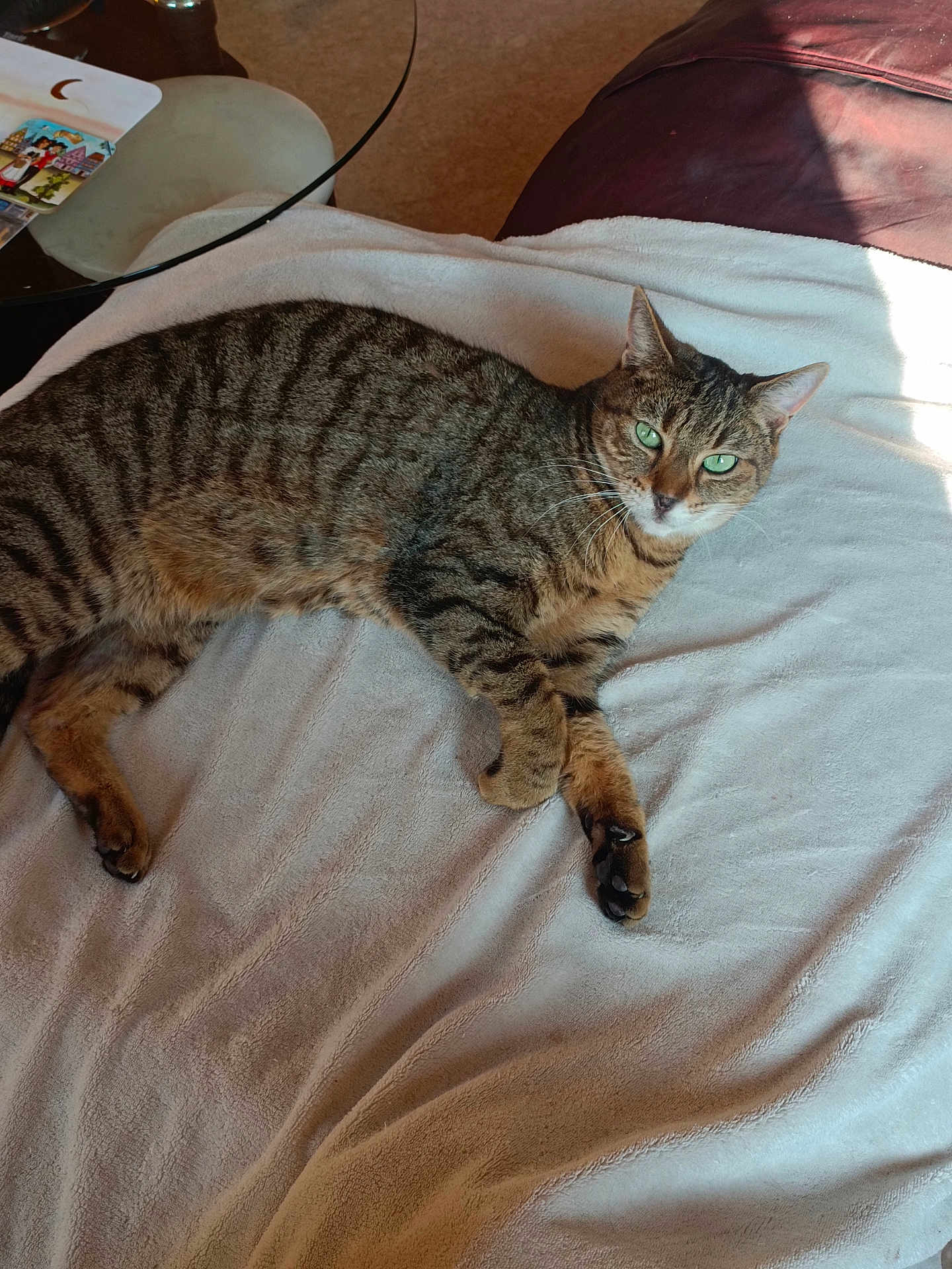 Grisou a rejoint le concours — aidez-le/la à gagner de superbes lots ! cat, tabby, tabby_cat, pet, feline, green_eyes, striped_fur, whiskers, paws, blanket, sofa, upholstery, glass_table, coaster, book, indoor, sunlight, shadow, relaxed, lying_down