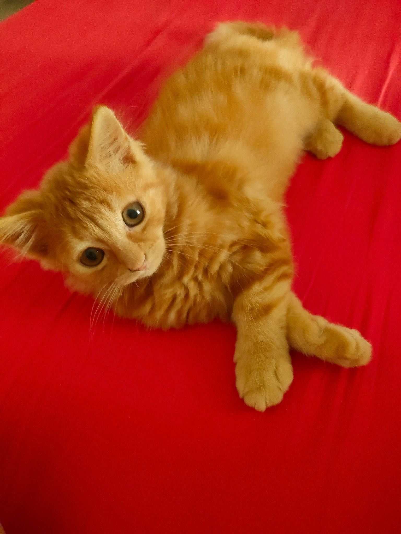 Ti Rouquin a rejoint le concours — aidez-le/la à gagner de superbes lots ! carnivore, cat, cat_supply, cat_toy, claw, comfort, domestic_short_haired_cat, eye, fawn, felidae, flooring, fur, hardwood, paw, small_to_medium_sized_cats, snout, tail, whiskers, wood