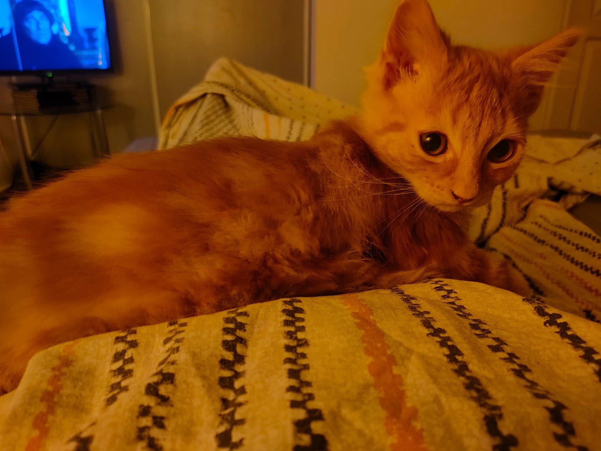 Ti Rouquin participe au concours pour gagner de l'argent avec cette photo : cable_television, carnivore, cat, comfort, couch, display_device, domestic_short_haired_cat, eye, fawn, felidae, fur, home_appliance, linens, small_to_medium_sized_cats, snout, tail, television, television_set, whiskers, wood