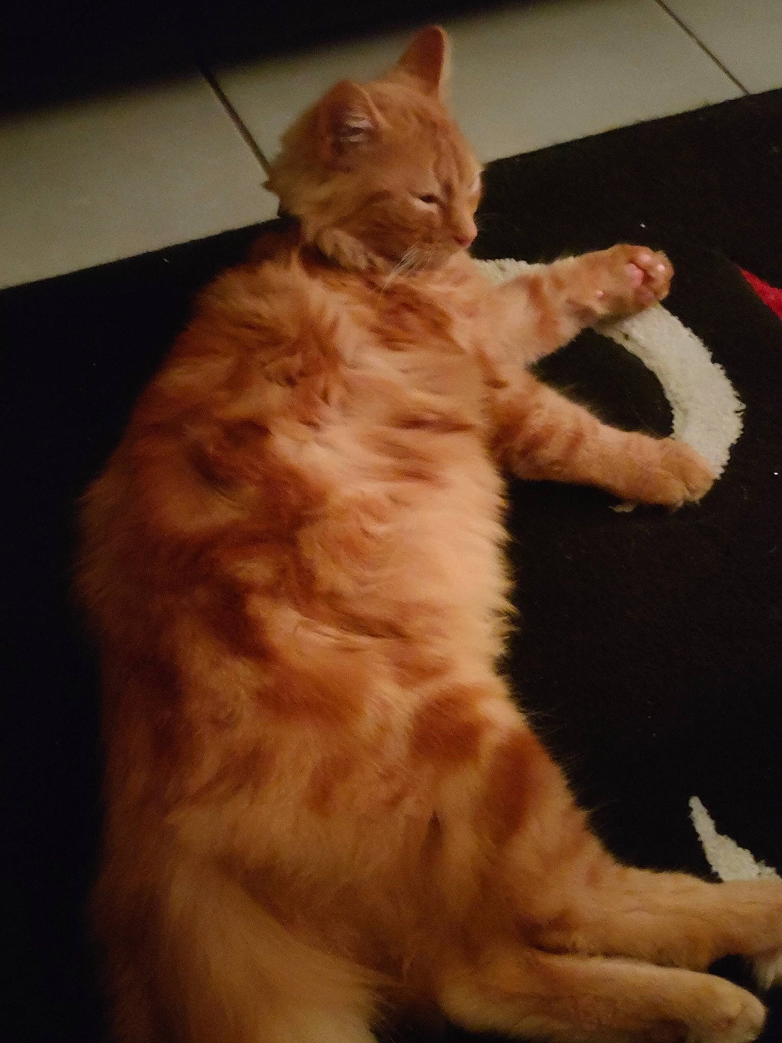 Ti Rouquin participe au concours pour gagner de l'argent avec cette photo : carnivore, cat, claw, domestic_short_haired_cat, fawn, felidae, flooring, foot, fur, hardwood, paw, small_to_medium_sized_cats, snout, tail, whiskers, window, wood