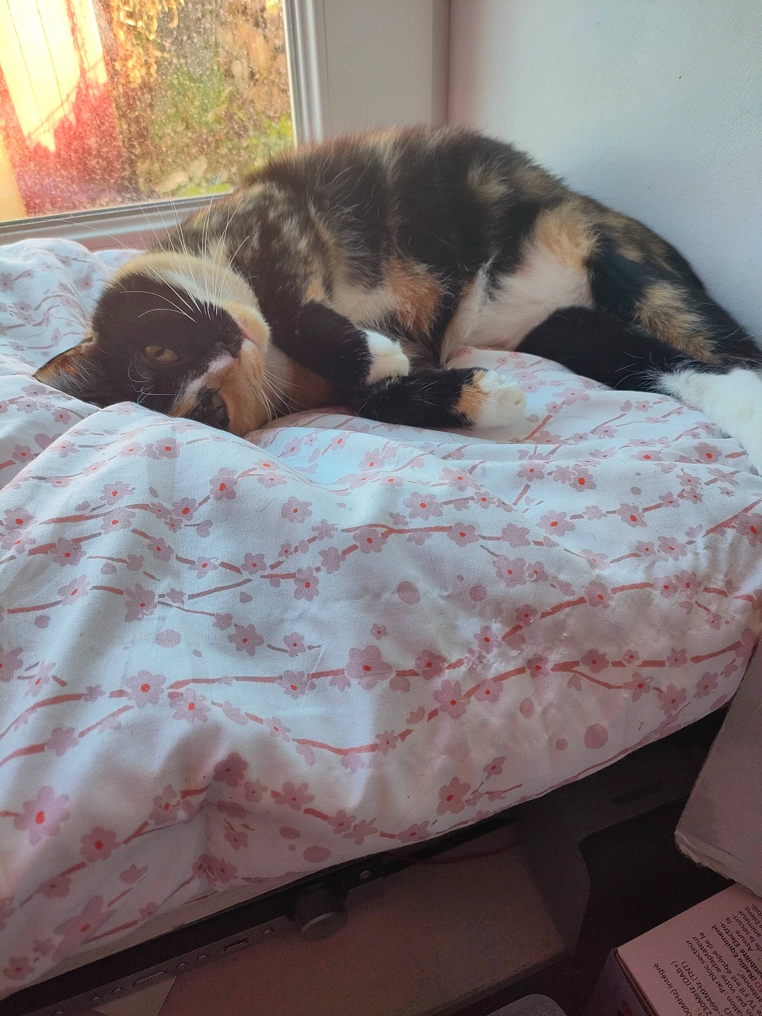 Chaussette participe au concours pour gagner de l'argent avec cette photo : bed, bedding, canidae, carnivore, cat, comfort, companion_dog, dog_breed, domestic_short_haired_cat, duvet, felidae, fur, linens, nap, small_to_medium_sized_cats, sporting_group, tail, terrestrial_animal, textile, whiskers