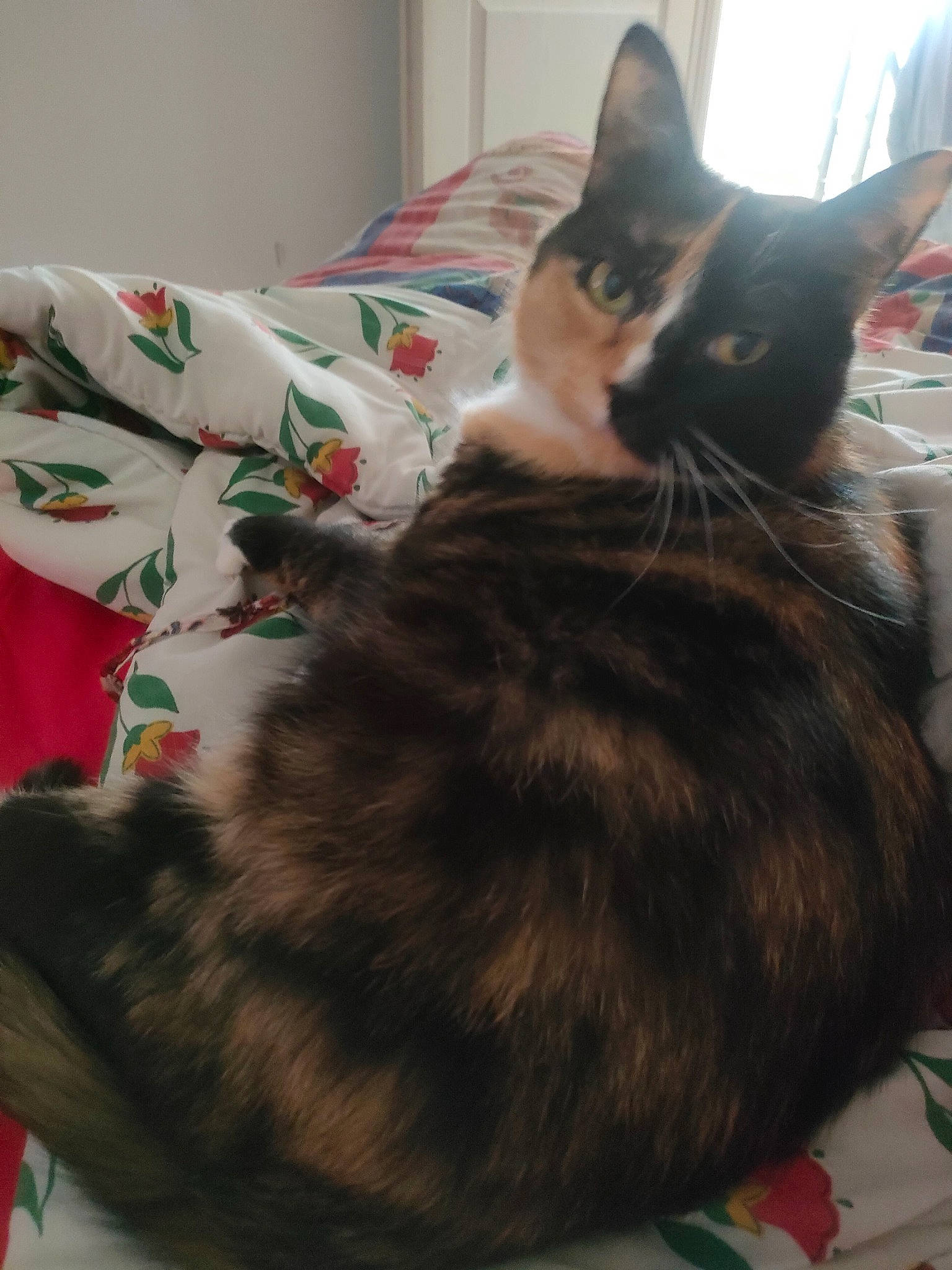 Chaussette participe au concours pour gagner de l'argent avec cette photo : black_cat, carnivore, cat, comfort, domestic_short_haired_cat, ear, felidae, fur, lap, linens, nap, room, small_to_medium_sized_cats, tail, whiskers