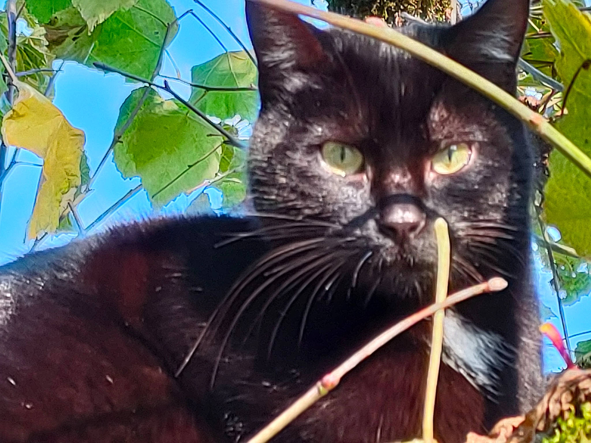 Prunelle participe au concours pour gagner de l'argent avec cette photo : carnivore, cat, domestic_short_haired_cat, felidae, fur, grass, groundcover, hat, herb, plant, sky, small_to_medium_sized_cats, snout, terrestrial_animal, terrestrial_plant, tree, twig, vitis, whiskers, wildlife