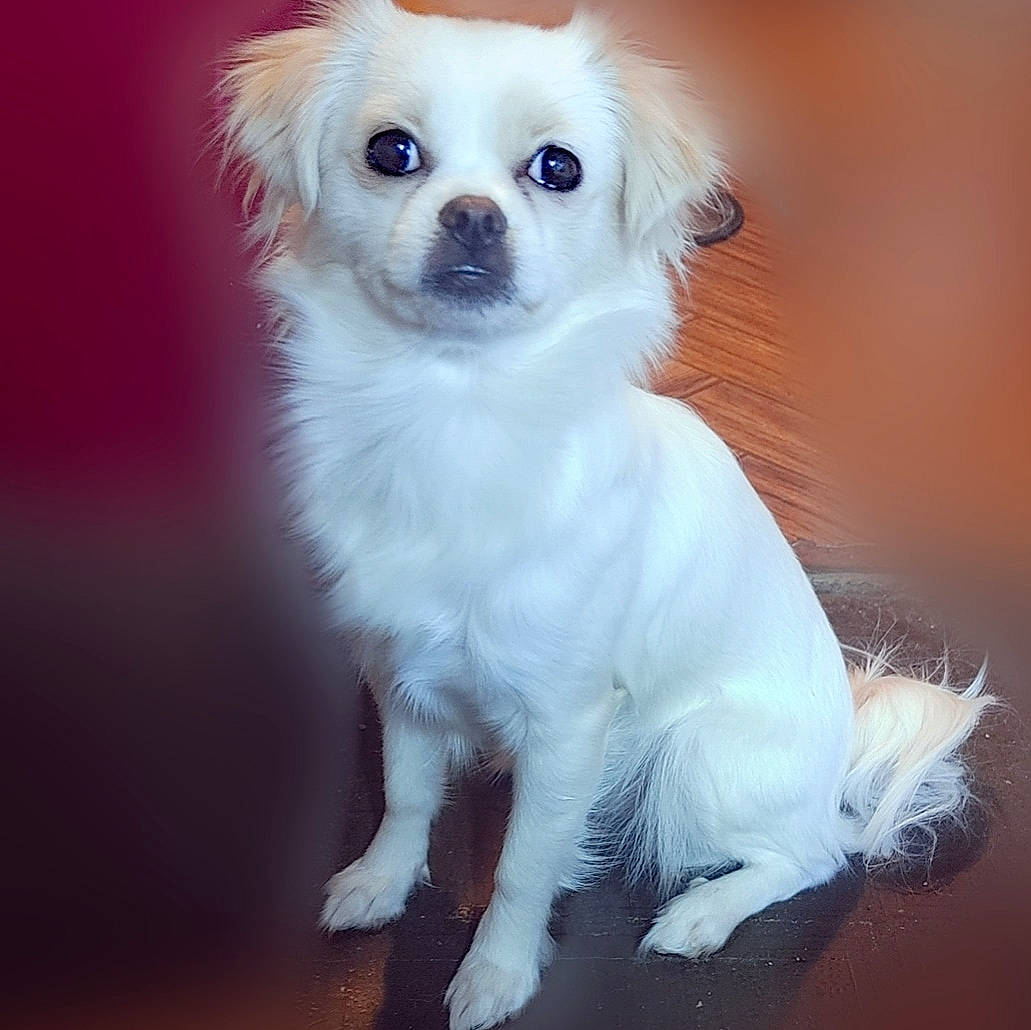 Lady Blanca Nieves joined the competition — help win amazing prizes! canidae, carnivore, companion_dog, corgi_chihuahua, dog, dog_breed, dog_supply, fawn, fur, happy, light, maltepoo, non_sporting_group, paw, puppy, snout, sporting_group, toy_dog, whiskers, working_animal