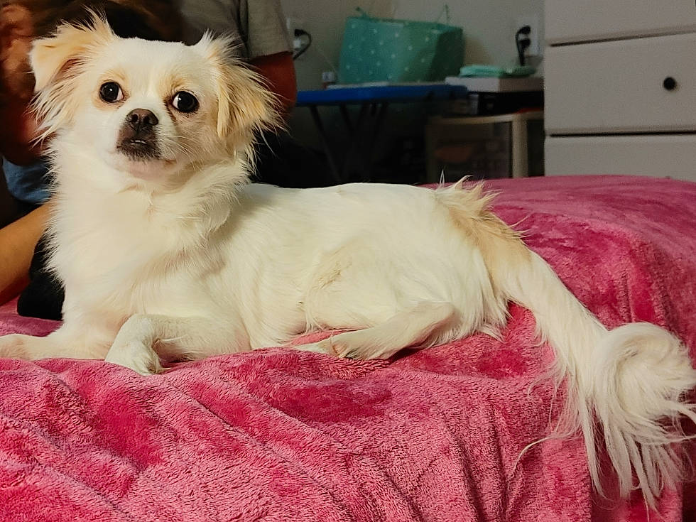 Lady Blanca Nieves is registered to the contest to win money with this photo: cabinetry, canidae, carnivore, chest, chest_of_drawers, comfort, companion_dog, dog, dog_breed, dog_supply, drawer, dresser, fawn, fur, liver, sporting_group, television, toy_dog, whiskers, working_animal