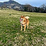Taichi participe au concours pour gagner de l'argent avec cette photo : dog, grass, field, mountain, outdoor, canine, pet, happy, tongue_out, fur, nature, sky, tree, hiking, leash, walk, scenery, daytime, animal, park