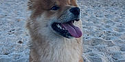 Taichi a rejoint le concours — aidez-le/la à gagner de superbes lots ! dog, beach, sand, ocean, sky, clouds, tongue_out, happy, pet, collar, tag, fur, outdoor, nature, canine, water, summer, sunlight, animal, portrait