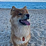 dog, beach, sand, ocean, sky, clouds, tongue_out, happy, pet, collar, tag, fur, outdoor, nature, canine, water, summer, sunlight, animal, portrait