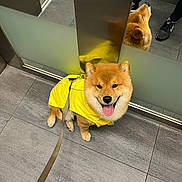 Taichi participe au concours pour gagner de l'argent avec cette photo : dog, yellow_jacket, leash, elevator, reflection, happy, smiling, tongue_out, tile_floor, mirror, shoes, person, indoor, pet, canine, fur, brown_fur, black_nose, paws, small_dog