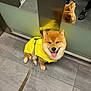 dog, yellow_jacket, leash, elevator, reflection, happy, smiling, tongue_out, tile_floor, mirror, shoes, person, indoor, pet, canine, fur, brown_fur, black_nose, paws, small_dog