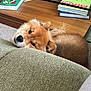 Taichi a rejoint le concours — aidez-le/la à gagner de superbes lots ! dog, fluffy, resting, cushion, green_cushion, wooden_table, books, indoor, pet, cozy, sleepy, brown_fur, closeup, relaxing, home, furniture, living_room, cute, animal, companion
