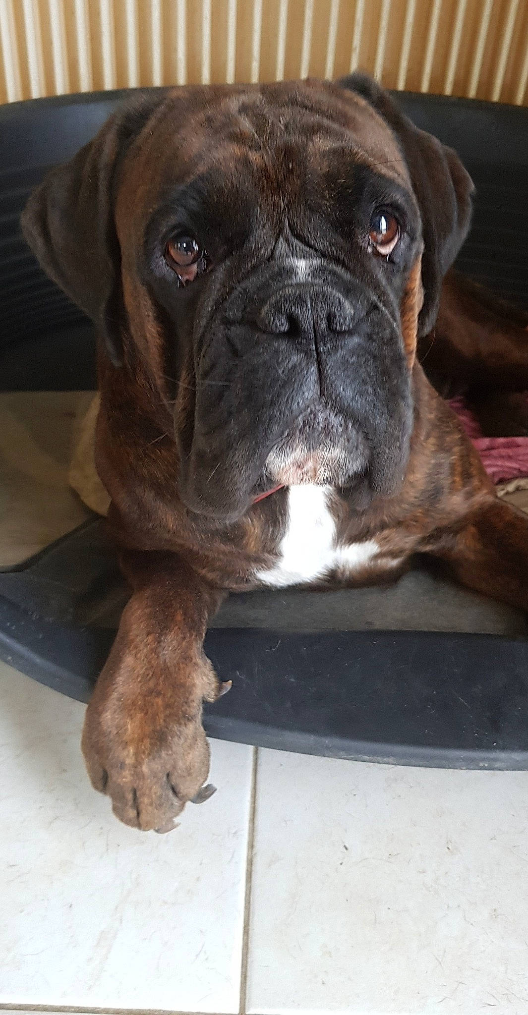 Lova a rejoint le concours — aidez-le/la à gagner de superbes lots ! boerboel, boxer, bulldog, bullmastiff, canidae, carnivore, dog, dog_breed, fawn, korean_mastiff, mammal, molosser, old_english_bulldog, olde_english_bulldogge, rare_breed_dog, renascence_bulldogge, snout, sporting_group, valley_bulldog, vertebrate