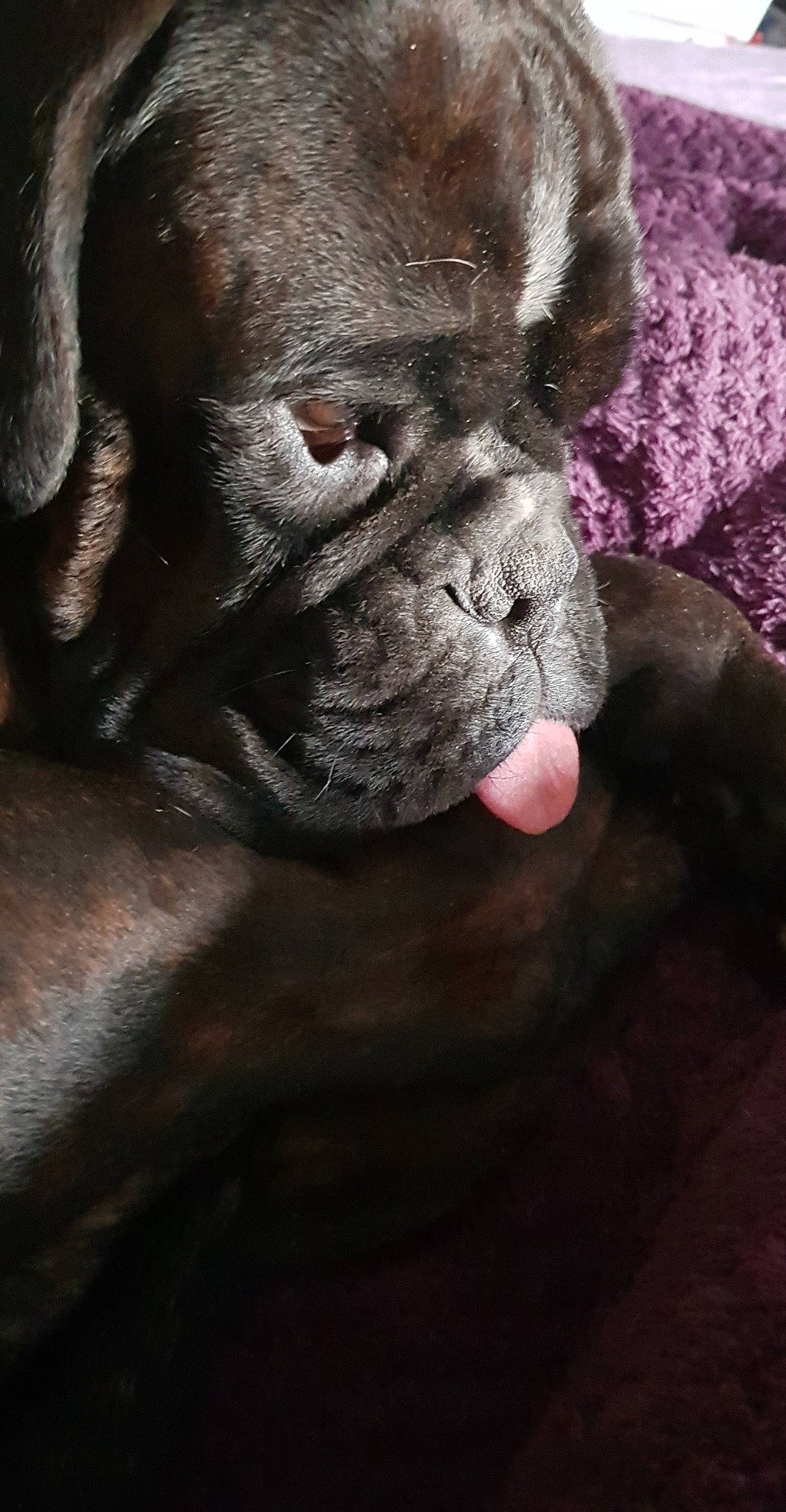 Nikita a rejoint le concours — aidez-le/la à gagner de superbes lots ! boxer, bulldog, canidae, carnivore, companion_dog, dog, dog_breed, fawn, french_bulldog, mammal, molosser, non_sporting_group, old_english_bulldog, olde_english_bulldogge, puppy, renascence_bulldogge, skin, snout, sporting_group, wrinkle