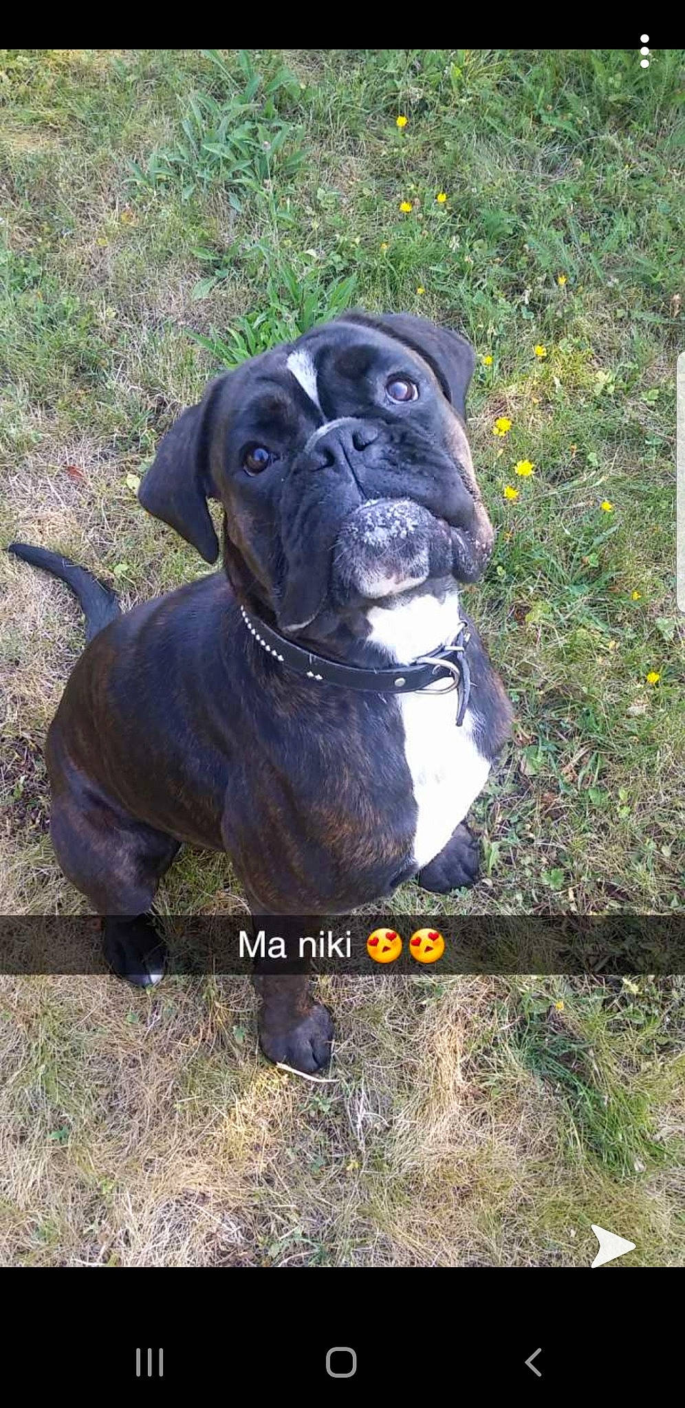 Nikita participe au concours pour gagner de l'argent avec cette photo : american_pit_bull_terrier, ancient_dog_breeds, bandog, cane_corso, canidae, carnivore, companion_dog, dog, dog_breed, fawn, mammal, molosser, non_sporting_group, rare_breed_dog, snout, sporting_group, vertebrate