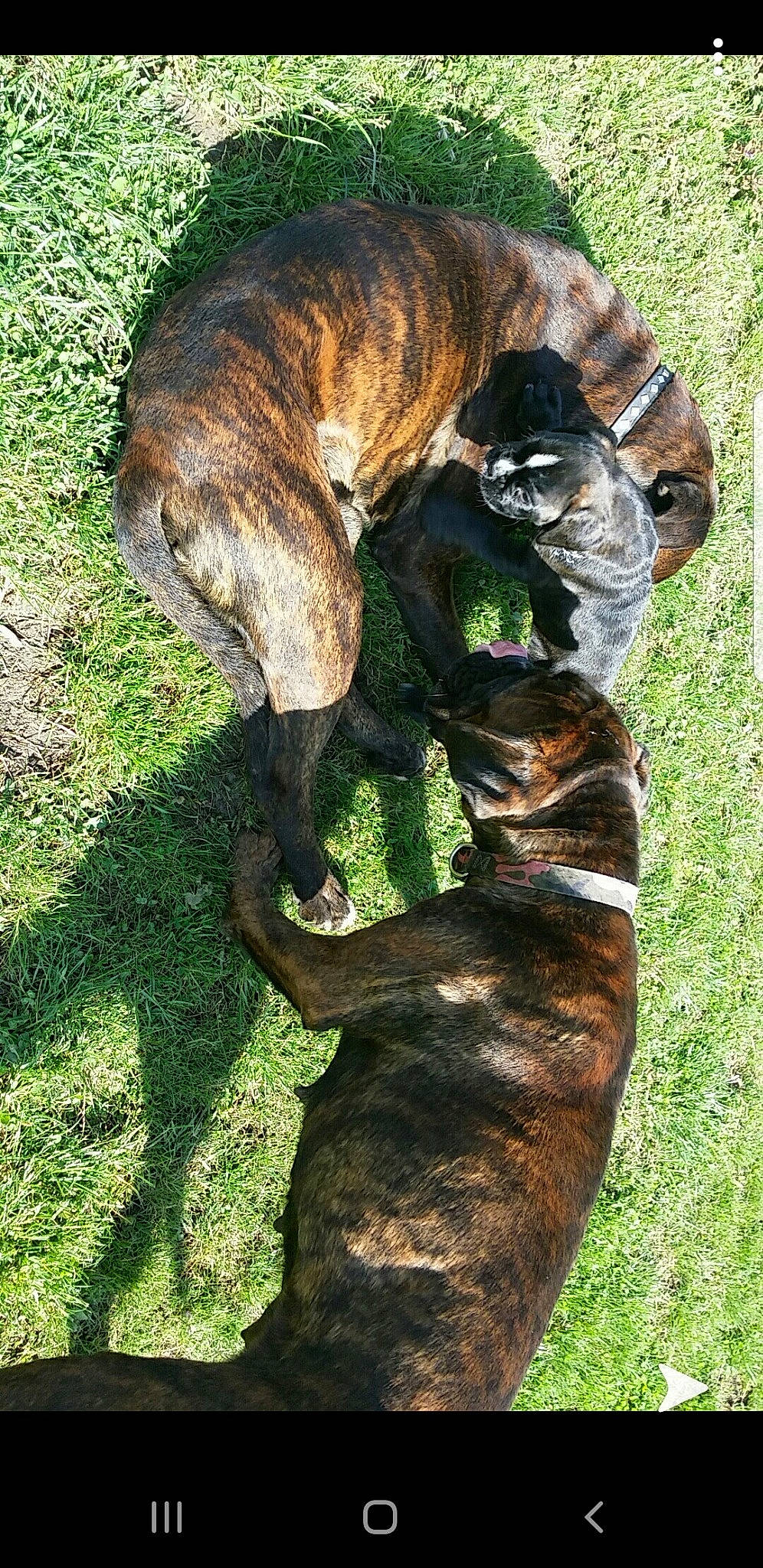 Nikita a rejoint le concours — aidez-le/la à gagner de superbes lots ! alano_espanol, alaunt, boerboel, boxer, bullmastiff, canidae, carnivore, cimarron_uruguayo, dog, dog_breed, dutch_shepherd_dog, fila_brasileiro, grass, mammal, mountain_cur, perro_de_presa_canario, perro_de_presa_mallorquin, plott_hound, rare_breed_dog, treeing_tennessee_brindle