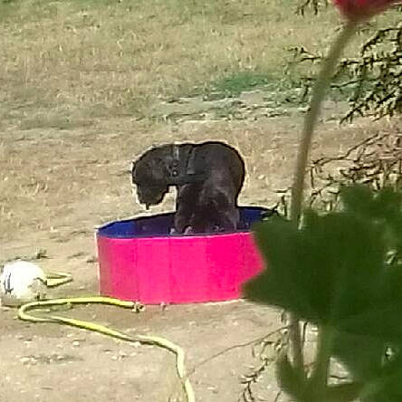 Nikita a rejoint le concours — aidez-le/la à gagner de superbes lots ! canidae, carnivore, dog, dog_breed, mammal, puppy, sporting_group, vertebrate