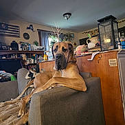Thor is registered to the contest to win money with this photo: armchair, blanket, books, canine, cozy, curtain, decor, dog, furniture, great_dane, indoor, lamp, large_dog, living_room, pet, plant, relaxed, shelf, window, wood_floor