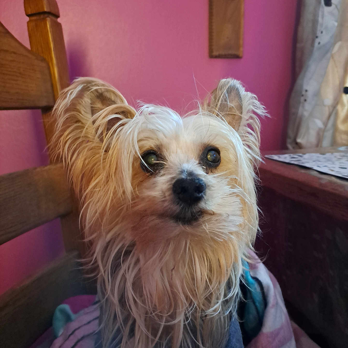 Guysborne a rejoint le concours — aidez-le/la à gagner de superbes lots ! animal_clothing, blanket, chair, companion, cozy, curtain, cute, dog, domestic_animal, fur, furry, indoor, long_hair, looking_up, pet, pink_wall, portrait, small_dog, table, wooden_furniture