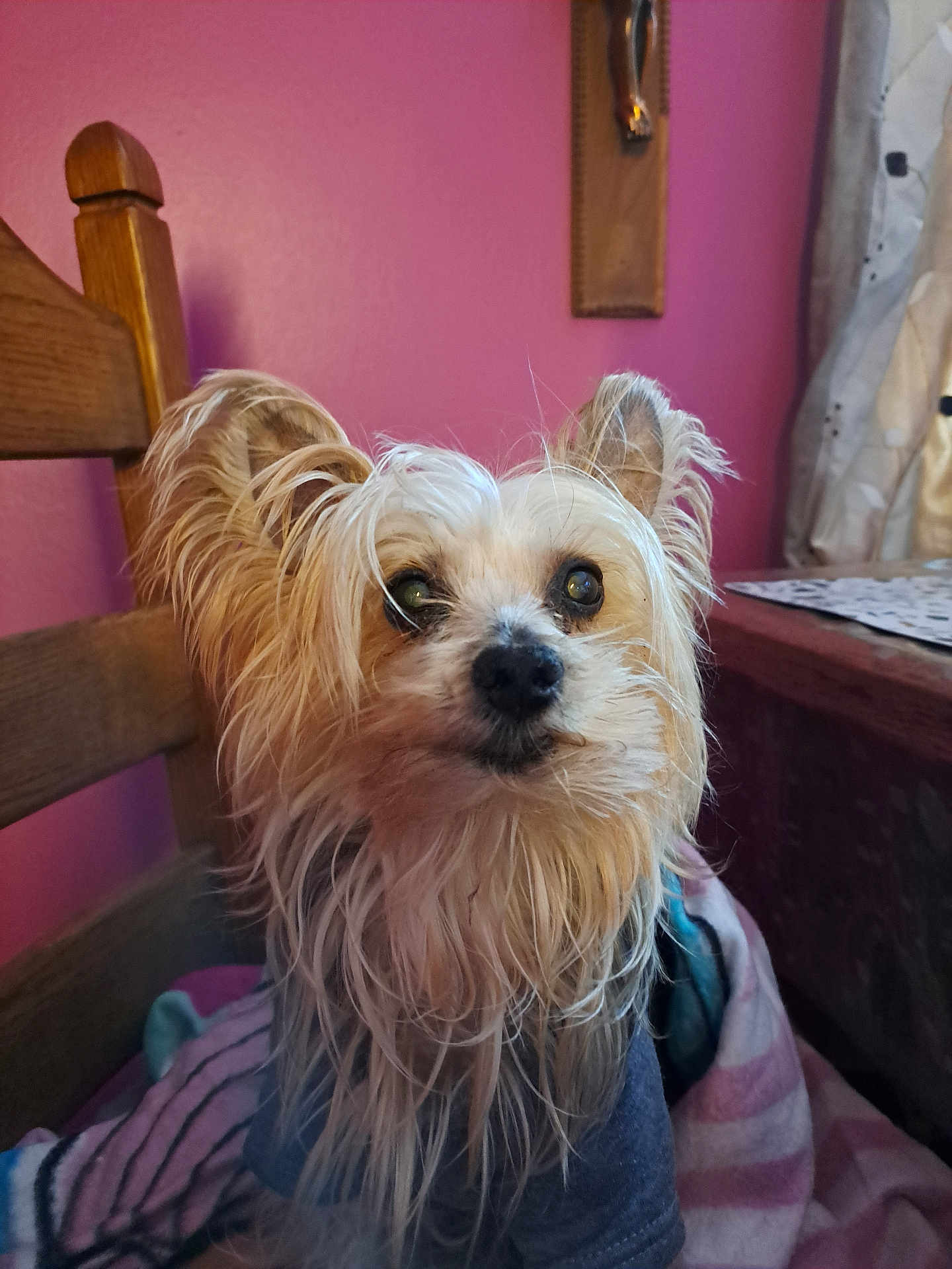 Guysborne a rejoint le concours — aidez-le/la à gagner de superbes lots ! dog, small_dog, long_hair, fur, pet, indoor, chair, blanket, pink_wall, curtain, table, wooden_furniture, cute, portrait, looking_up, domestic_animal, cozy, animal_clothing, furry, companion