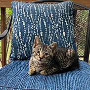 Milo is registered to the contest to win money with this photo: kitten, cat, tabby, chair, cushion, pillow, outdoor, porch, wooden_deck, greenery, trees, pet, animal, relaxed, curious, feline, patterned_pillow, blue_cushion, resting, domestic_cat
