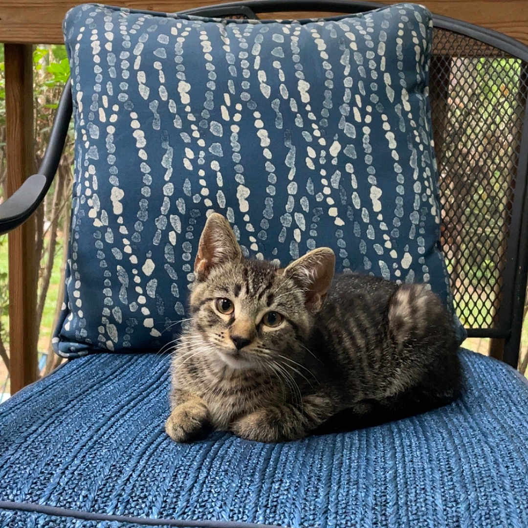Milo is registered to the contest to win money with this photo: kitten, cat, tabby, chair, cushion, pillow, outdoor, porch, wooden_deck, greenery, trees, pet, animal, relaxed, curious, feline, patterned_pillow, blue_cushion, resting, domestic_cat