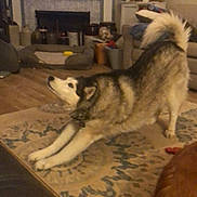 Ava is registered to the contest to win money with this photo: animal, blanket, canine, couch, cozy, dog, ears, fireplace, furniture, home_decor, husky, indoor, lamp, living_room, pet, playful, rug, stretching, tail, wood_floor