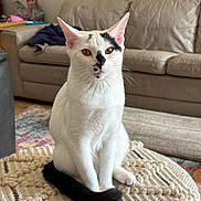 Baby Bay Willow is registered to the contest to win money with this photo: animal, black_markings, cat, cushion, cute, domestic_cat, ears, fur, furniture, home, indoor, leather_couch, living_room, pet, relaxed, rug, sitting, tail, whiskers, white_cat