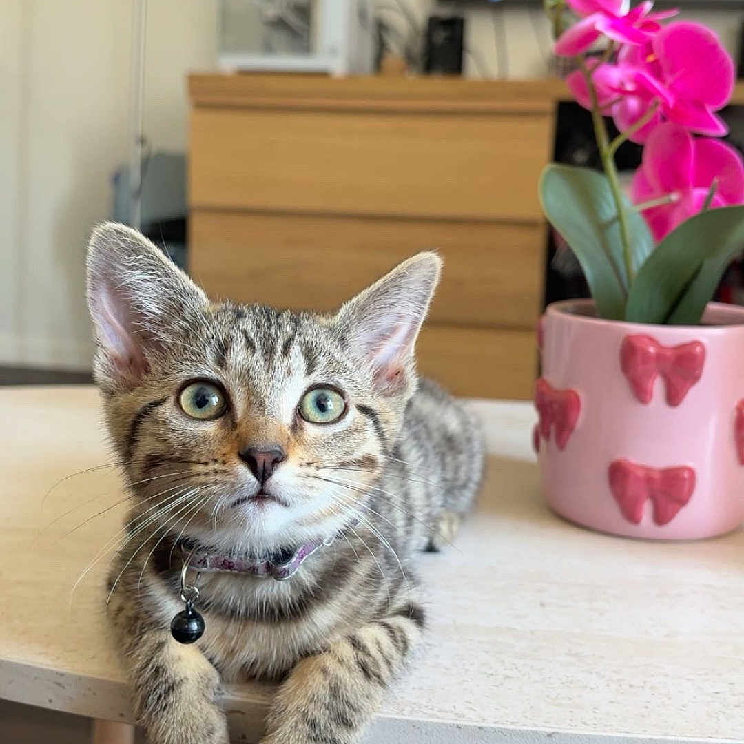 Bluemes a rejoint le concours — aidez-le/la à gagner de superbes lots ! bell, blurred_background, cat, collar, curious, cute, domestic_animal, dresser, flower_pot, furniture, indoor, kitten, living_room, orchid, pet, pink_flower, tabby, table, television, wood_floor