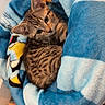 Bluemes participe au concours pour gagner de l'argent avec cette photo : animal, blanket, blue, cat, comfort, cozy, curious, cute, domestic, fur, indoor, kitten, nap, pet, resting, soft, striped, tabby, warm, young
