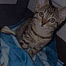 Bluemes a rejoint le concours — aidez-le/la à gagner de superbes lots ! animal, blanket, blue, cat, cozy, cute, domestic, eyes, floor, fur, indoor, kitten, looking_up, pet, scratching_post, small, snuggle, tabby, wall, young
