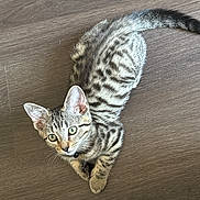 Bluemes participe au concours pour gagner de l'argent avec cette photo : animal, cat, curious, cute, domestic_cat, ears, feline, green_eyes, indoor, kitten, paws, pet, relaxed, small, striped_fur, tabby, tail, whiskers, wooden_floor, young