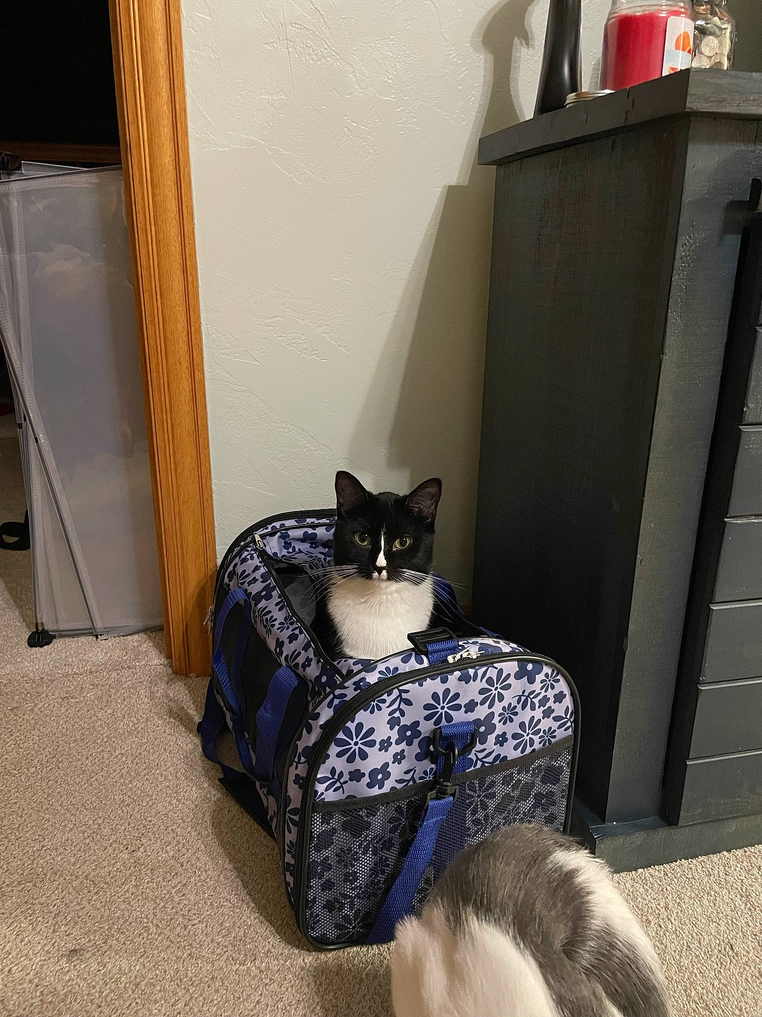 Bee is registered to the contest to win money with this photo: bag, carnivore, cat, cat_supply, comfort, domestic_short_haired_cat, door, felidae, floor, flooring, fur, grey, hardwood, plant, room, small_to_medium_sized_cats, tail, whiskers, window, wood