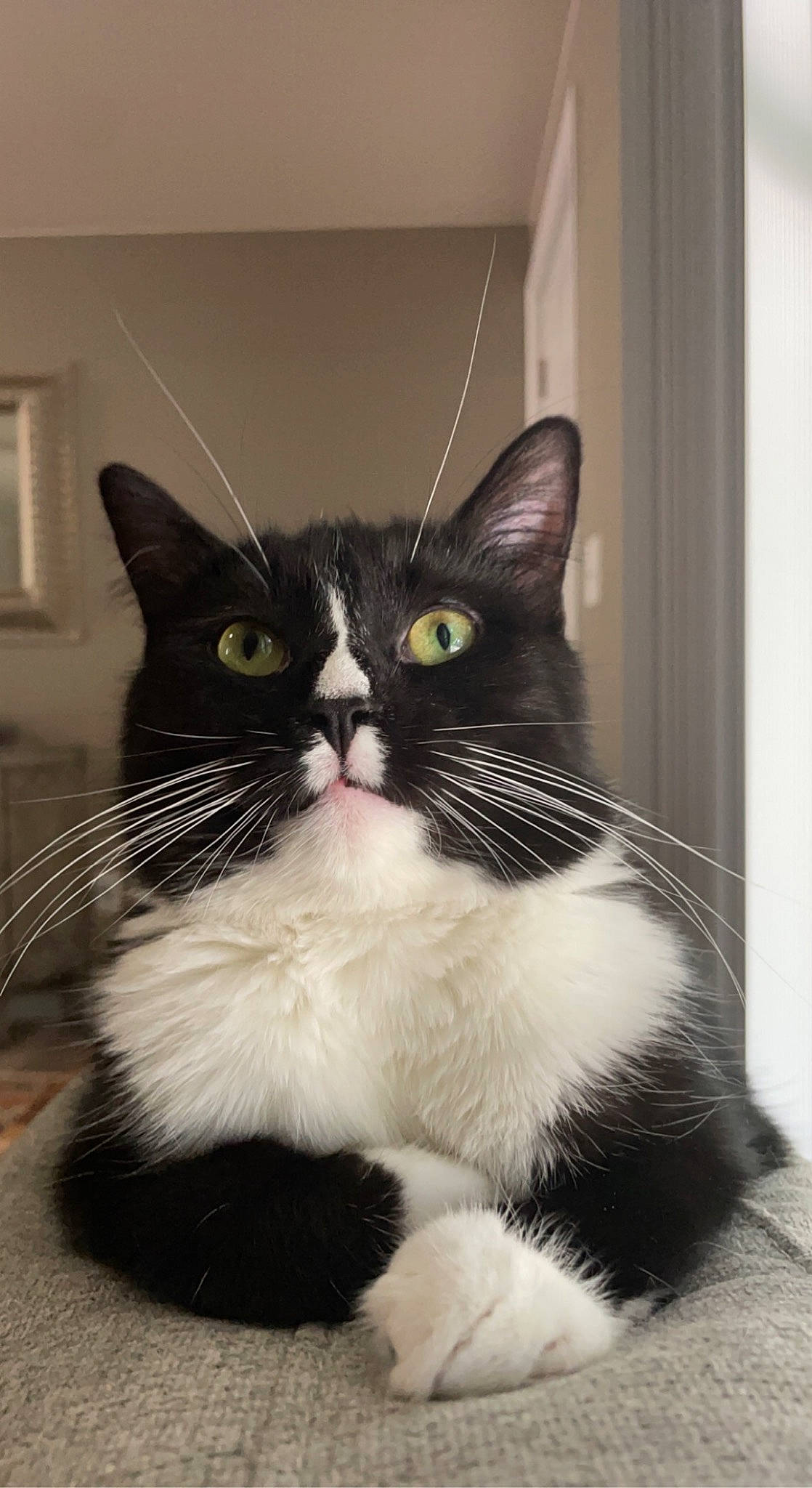 Bee joined the competition — help win amazing prizes! carnivore, cat, claw, comfort, domestic_short_haired_cat, felidae, foot, fur, hair, monochrome_photography, paw, picture_frame, small_to_medium_sized_cats, snout, tail, terrestrial_animal, wall_plate, whiskers, window