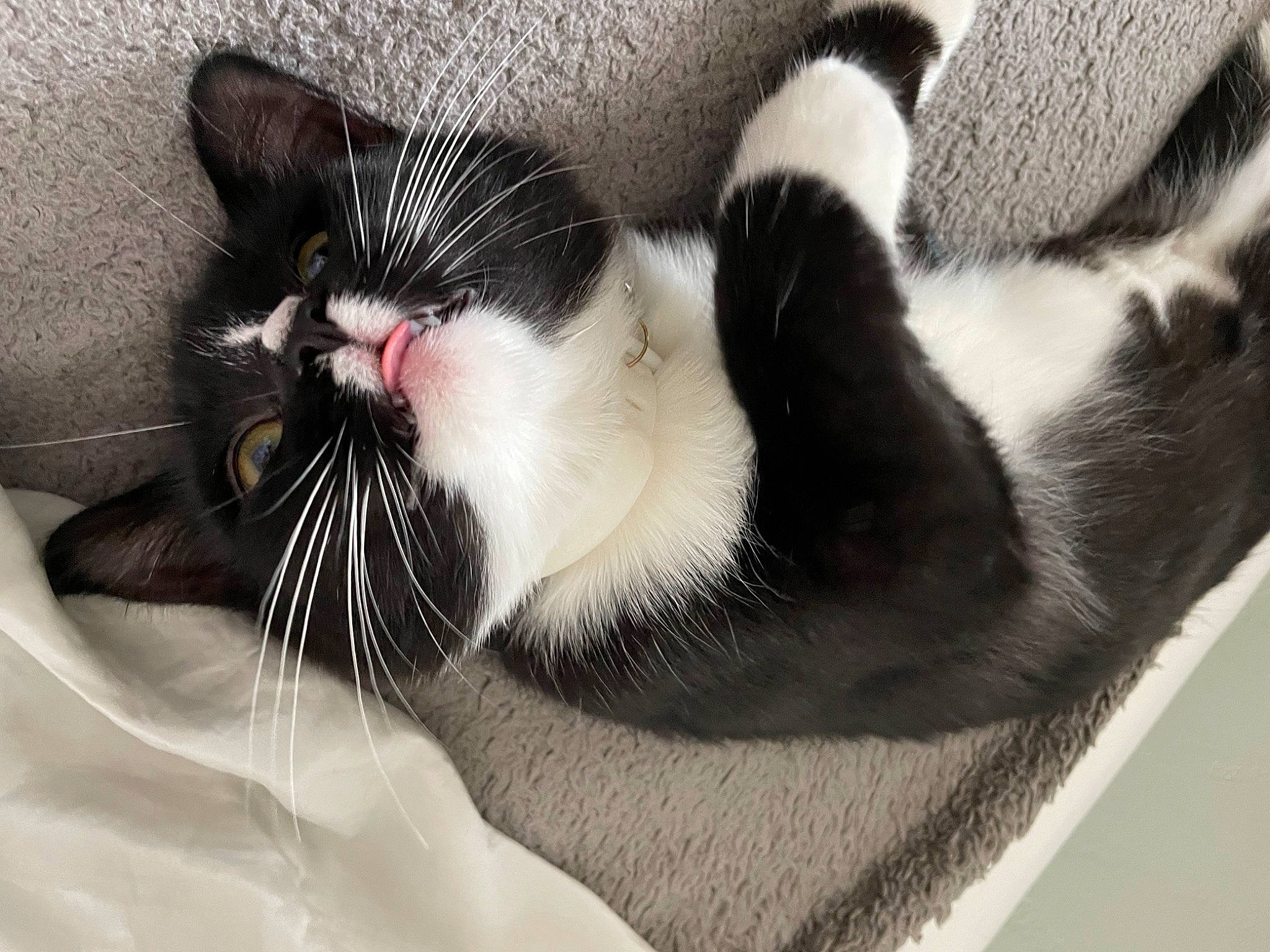 Bee joined the competition — help win amazing prizes! carnivore, cat, claw, comfort, domestic_short_haired_cat, eye, felidae, foot, hair, head, human_body, human_leg, leg, paw, small_to_medium_sized_cats, snout, tail, whiskers, window, yawn