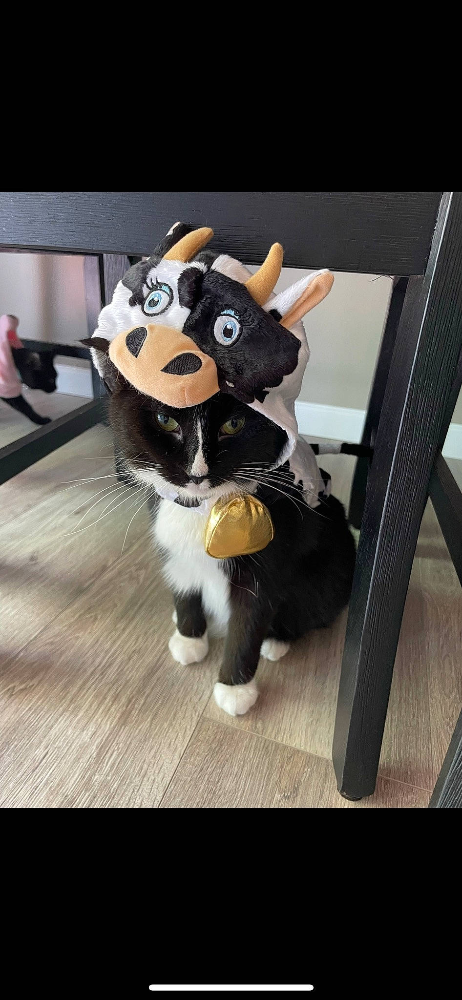 Bee joined the competition — help win amazing prizes! action_figure, art, canidae, companion_dog, dog_breed, fawn, felidae, fictional_character, flooring, fur, hardwood, mascot, plush, snout, stuffed_toy, tail, toy, whiskers, wood, working_animal