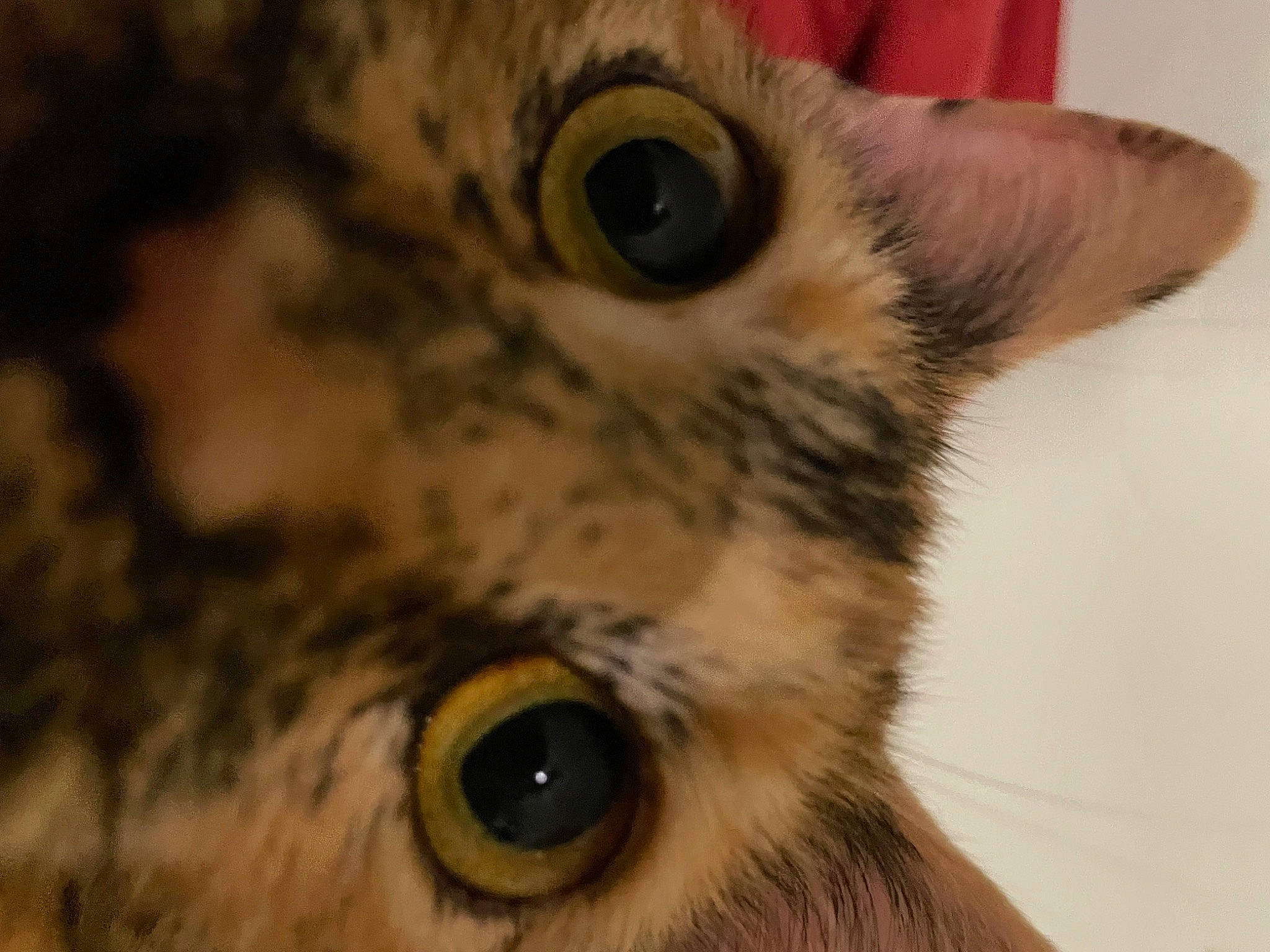 Gypsy joined the competition — help win amazing prizes! carnivore, cat, close_up, domestic_short_haired_cat, ear, eastern_screech_owl, eyelash, fawn, felidae, fur, iris, macro_photography, owl, small_to_medium_sized_cats, snout, terrestrial_animal, whiskers, wildlife