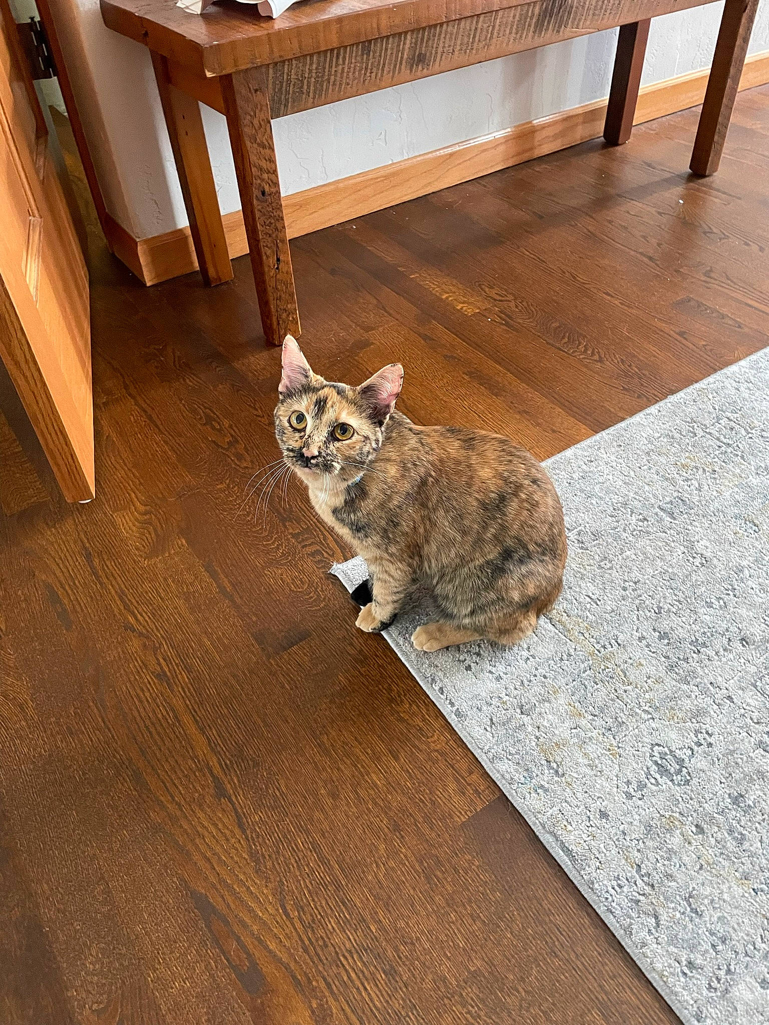 Gypsy is registered to the contest to win money with this photo: carnivore, cat, chair, comfort, domestic_short_haired_cat, fawn, felidae, floor, flooring, fur, grey, hardwood, laminate_flooring, small_to_medium_sized_cats, table, tail, whiskers, wood, wood_flooring, wood_stain