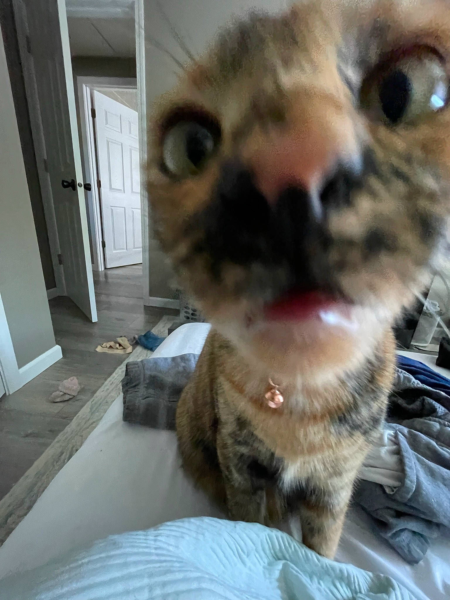 Gypsy is registered to the contest to win money with this photo: carnivore, cat, claw, comfort, domestic_short_haired_cat, door, fawn, felidae, fur, head, iris, paw, photo_caption, small_to_medium_sized_cats, snout, terrestrial_animal, whiskers