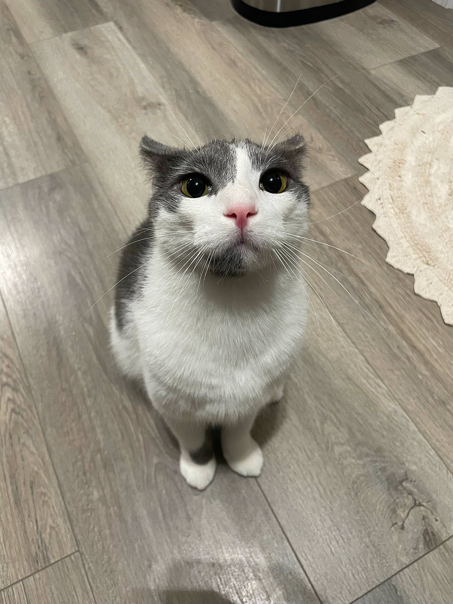 Vincent is registered to the contest to win money with this photo: carnivore, cat, doily, domestic_short_haired_cat, felidae, floor, flooring, fur, grey, hardwood, monochrome_photography, paw, plank, small_to_medium_sized_cats, snout, tail, whiskers, wood, wood_flooring, wood_stain