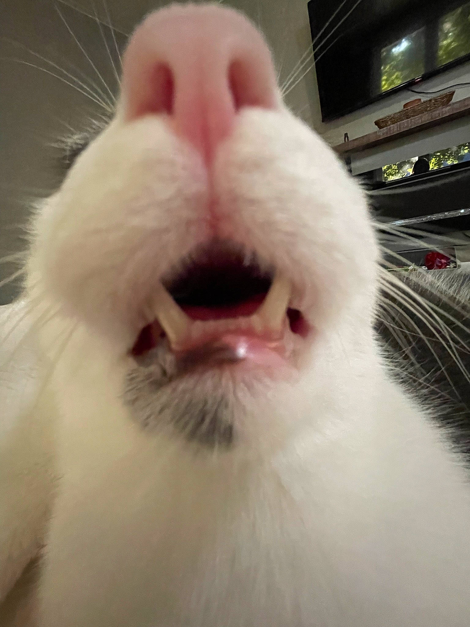 Vincent joined the competition — help win amazing prizes! carnivore, cat, close_up, ear, fang, felidae, fur, jaw, natural_material, nose, plant, small_to_medium_sized_cats, snout, terrestrial_animal, whiskers