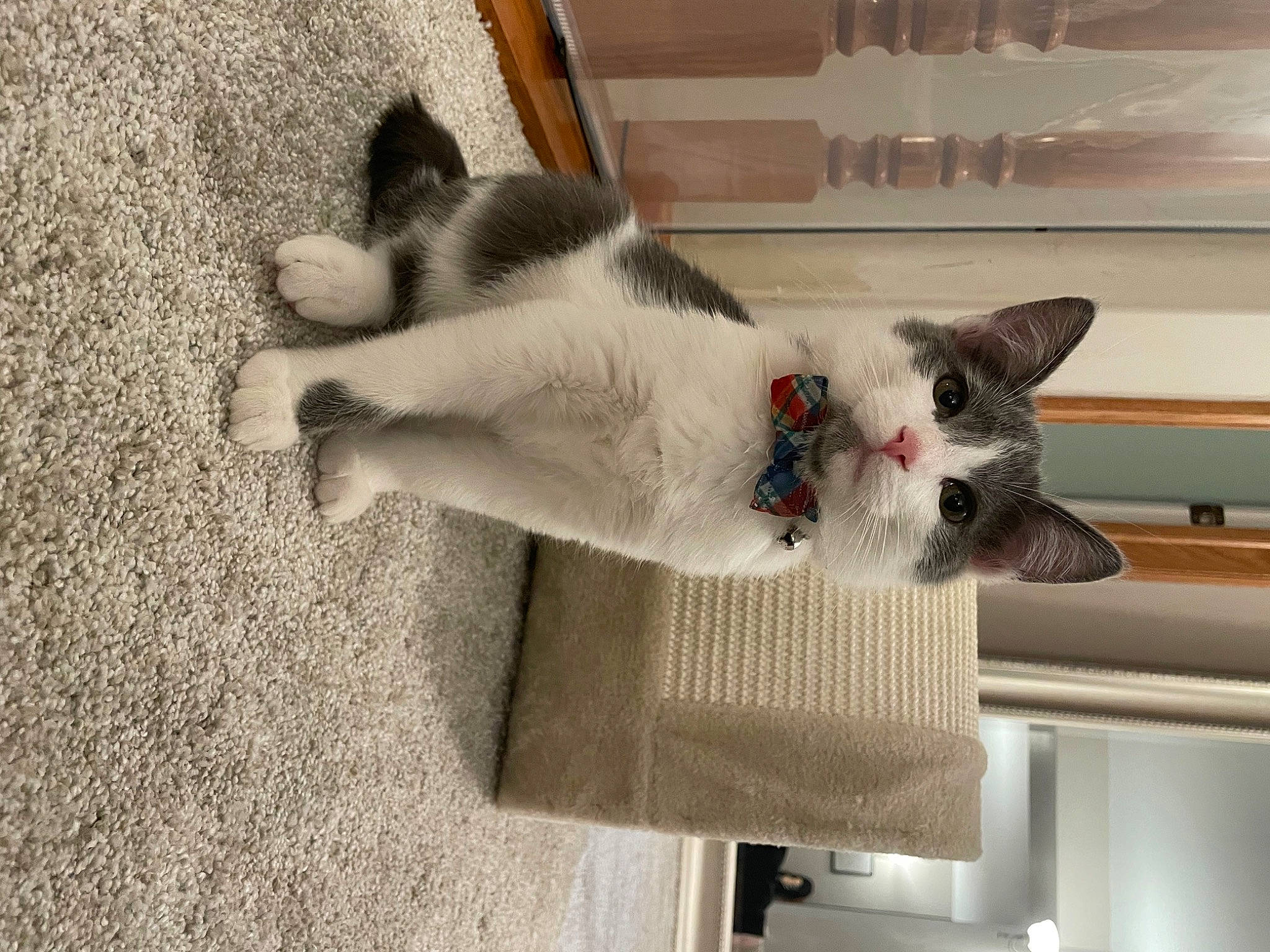 Vincent joined the competition — help win amazing prizes! balinese, carnivore, cat, claw, collar, domestic_short_haired_cat, fawn, felidae, flooring, fur, grey, paw, plant, small_to_medium_sized_cats, snout, tail, thai, whiskers, wood