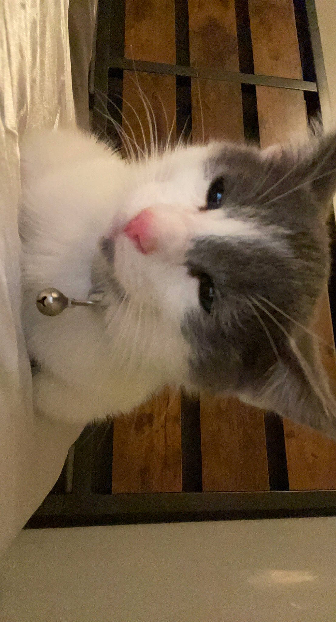 Vincent is registered to the contest to win money with this photo: carnivore, cat, claw, fawn, felidae, flooring, fur, paw, rectangle, small_to_medium_sized_cats, snout, square, tail, whiskers