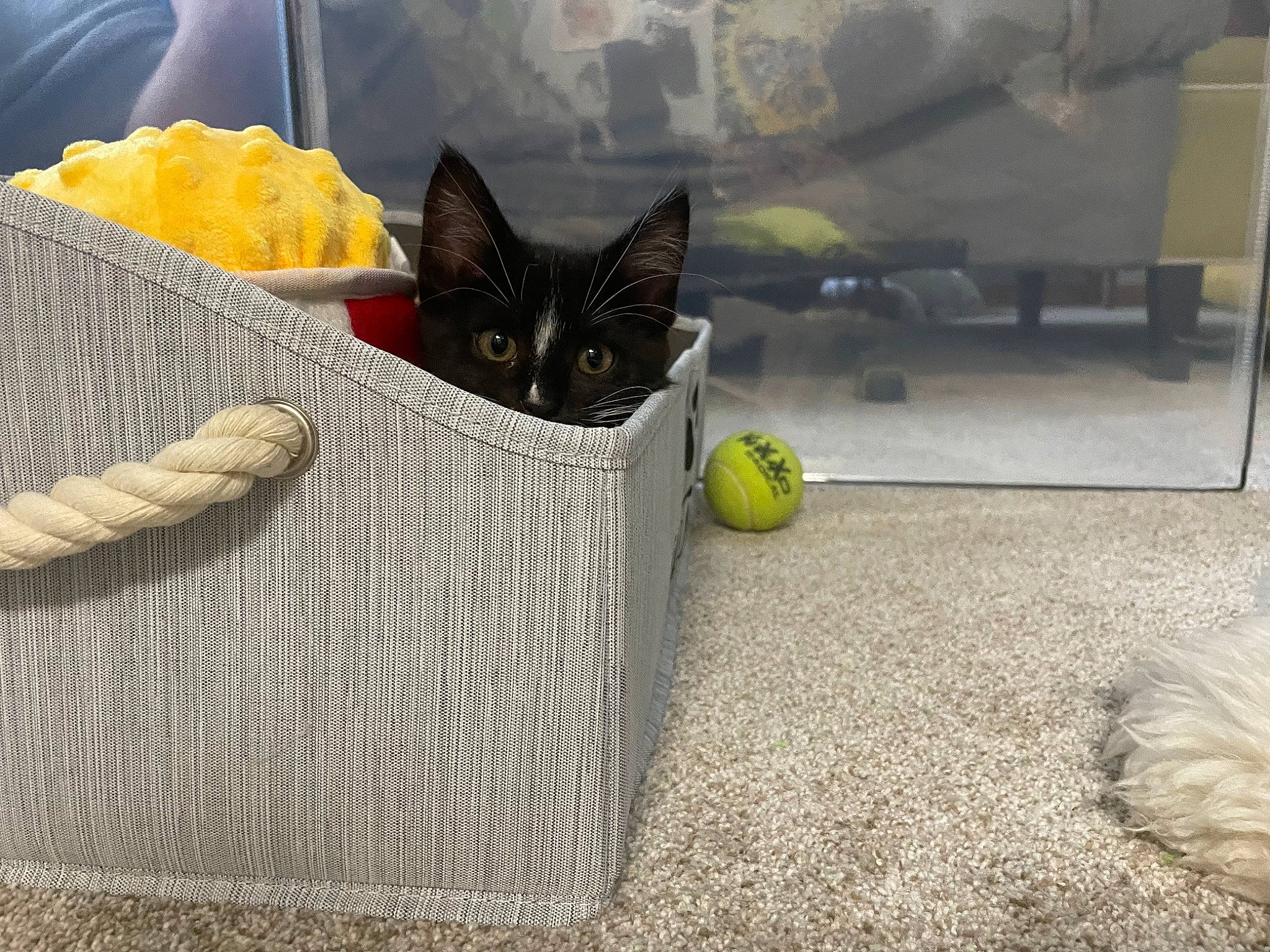 Abba is registered to the contest to win money with this photo: bag, basket, black_cat, carnivore, cat, citrus, comfort, domestic_short_haired_cat, felidae, flooring, fruit, fur, grass, grey, linens, small_to_medium_sized_cats, tennis_ball, whiskers, wood, yellow