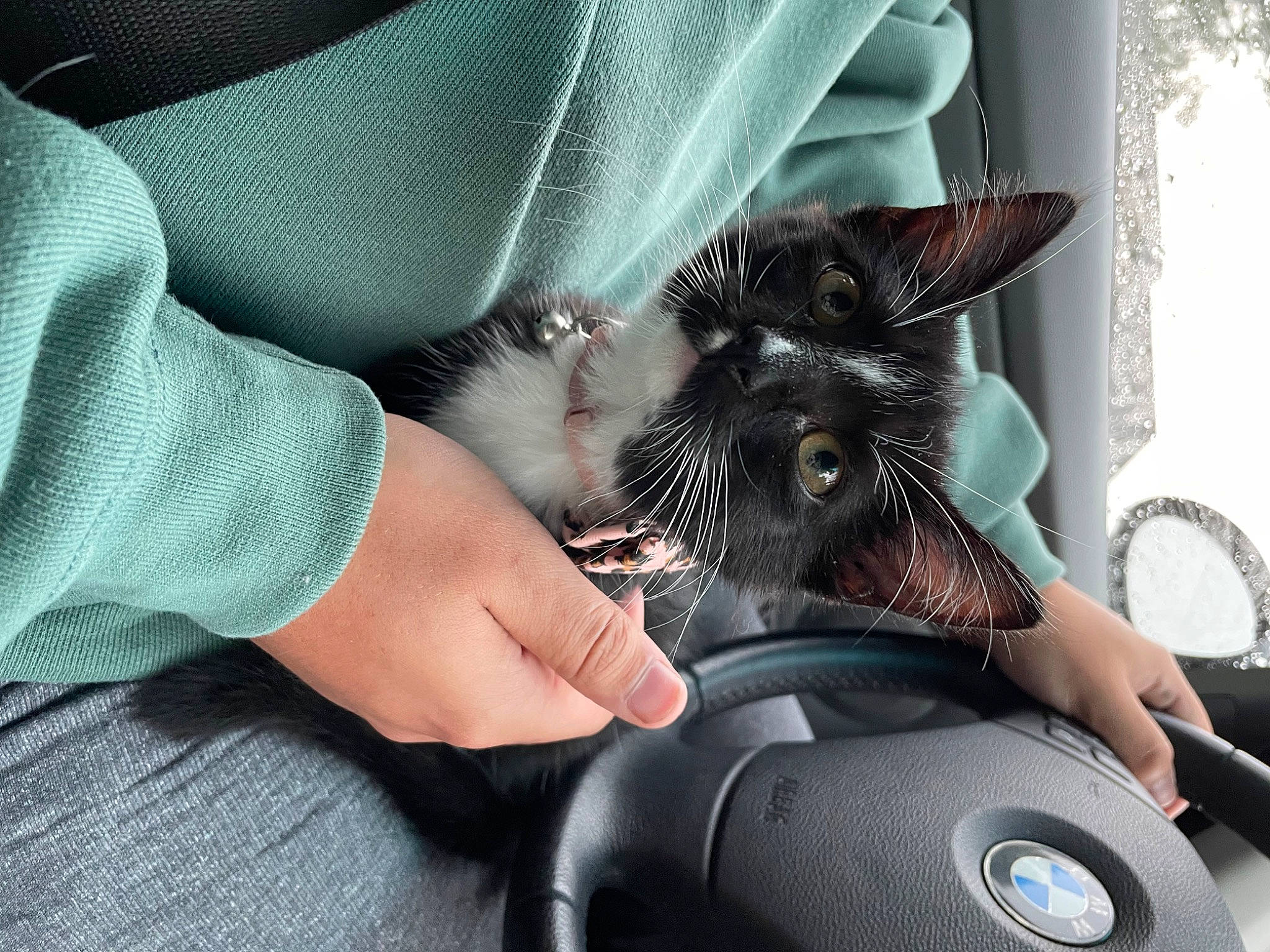 Abba joined the competition — help win amazing prizes! audio_equipment, black_cat, carnivore, cat, comfort, domestic_short_haired_cat, eyewear, felidae, finger, fur, gadget, gesture, human_leg, lap, nail, personal_protective_equipment, small_to_medium_sized_cats, snout, steering_wheel, whiskers