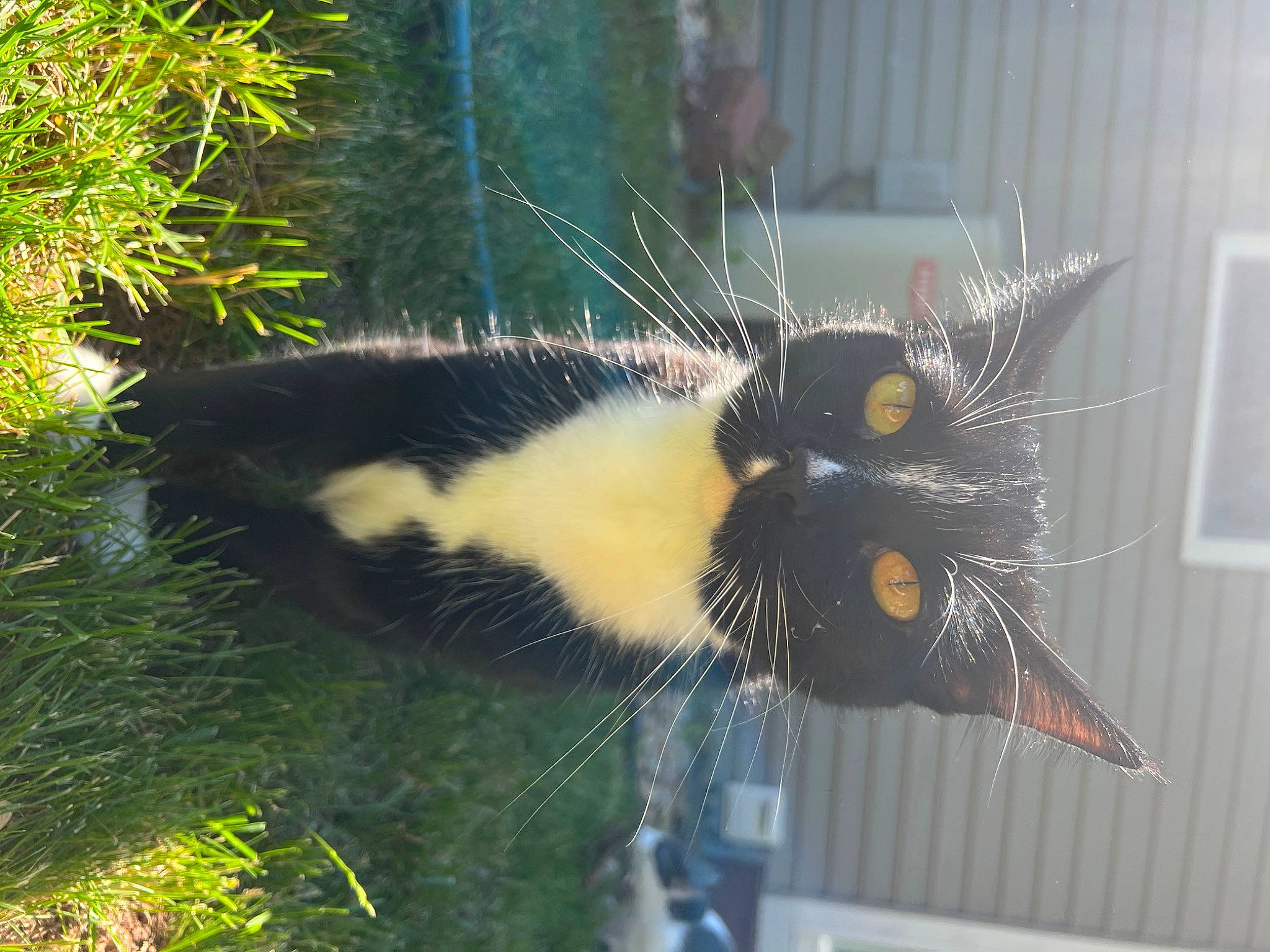 Abba is registered to the contest to win money with this photo: carnivore, cat, claw, domestic_short_haired_cat, felidae, fur, grass, houseplant, plant, shrub, small_to_medium_sized_cats, snout, tail, terrestrial_animal, tree, twig, whiskers, wildlife, window