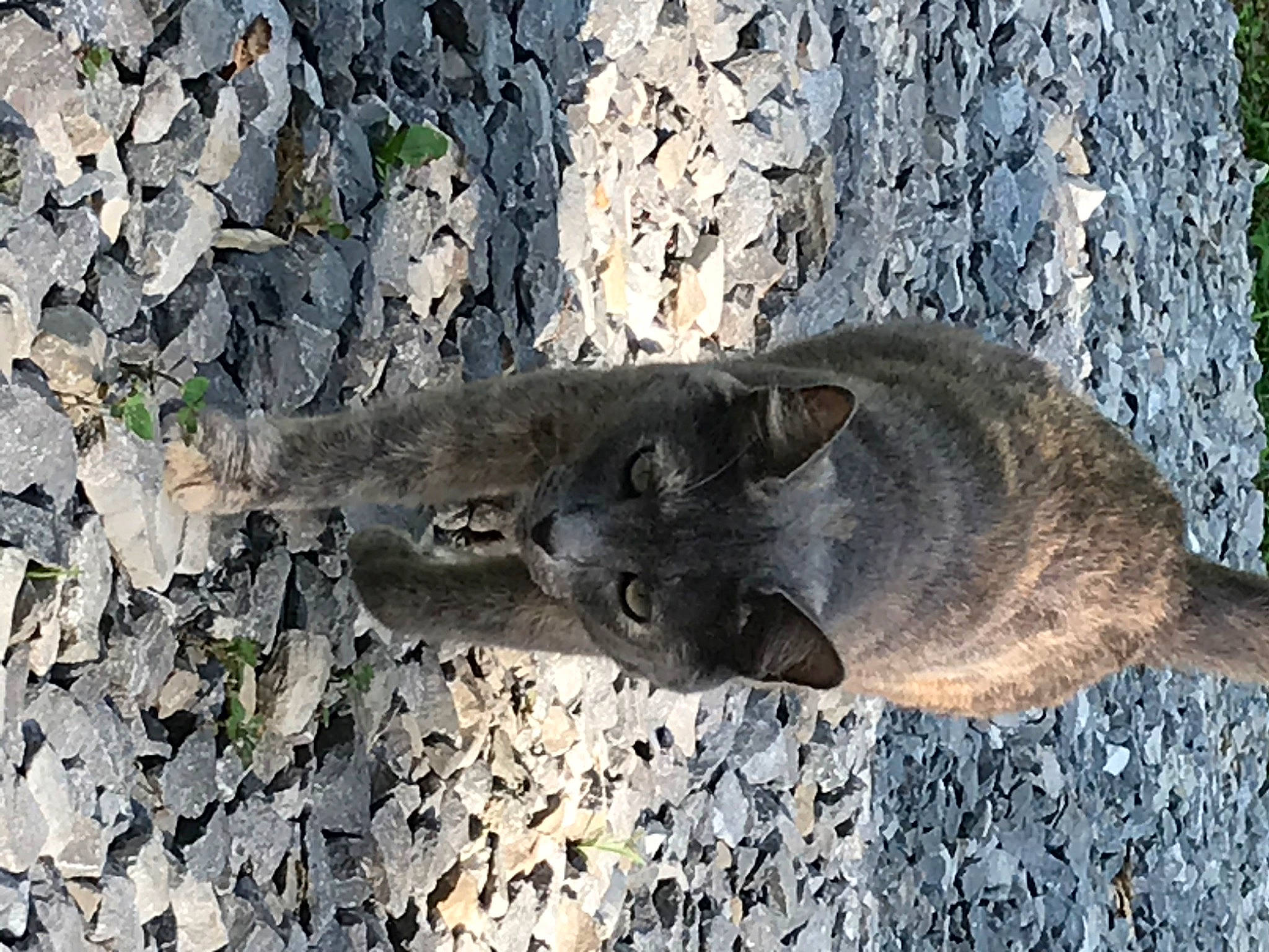 Clarice is registered to the contest to win money with this photo: tree