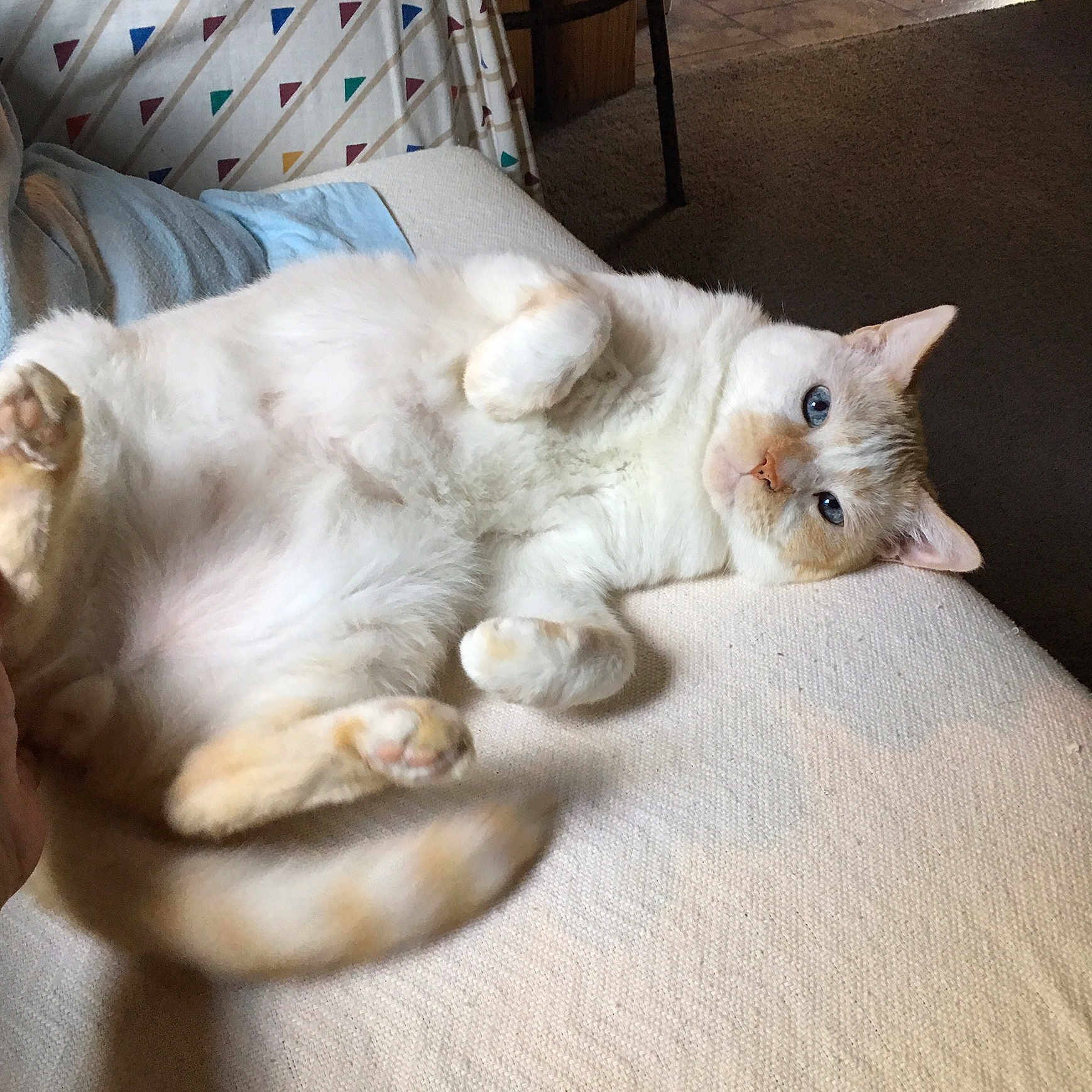 Biscuit joined the competition — help win amazing prizes! blue_eyes, carpet, cat, couch, cozy, curtain, domestic_animal, feline, fluffy, fur, home, indoor, lying_down, paw, pet, relaxed, resting, tail, whiskers, white_cat