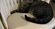 Sushi is registered to the contest to win money with this photo: animal, carpet, cat, chair, cozy, cream_color, curled_up, domestic_animal, furniture, gold_accents, home, indoor, looking_away, pet, plush, relaxed, resting, soft_lighting, striped_fur, tabby_cat